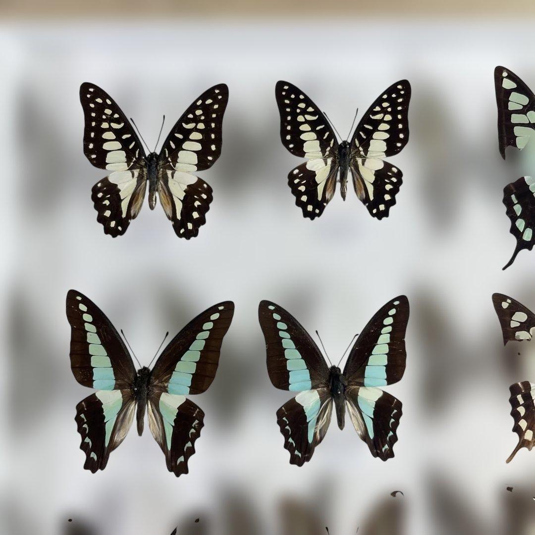 蝶標本、アオスジやミカド類多種