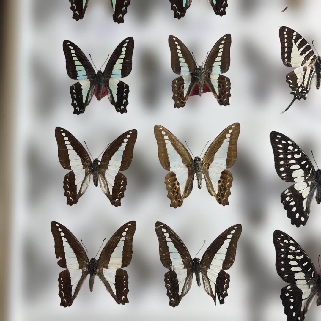 蝶標本、アオスジやミカド類多種