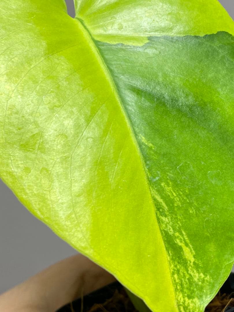 み*ん様 【これは本物です✨】モンステラ　イエローマリリン　黄斑　オーレア　希少
