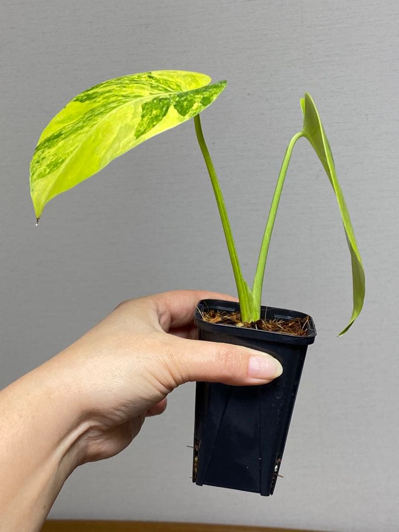 み*ん様 【これは本物です✨】モンステラ　イエローマリリン　黄斑　オーレア　希少