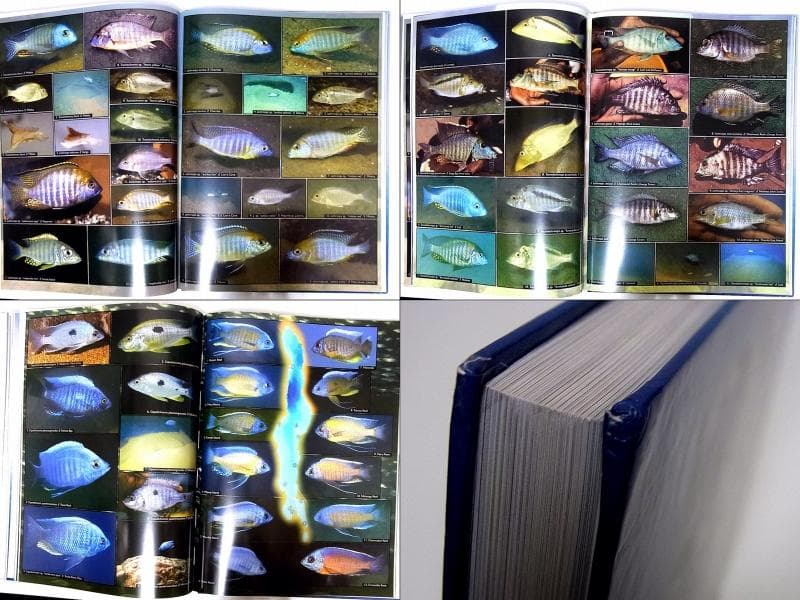 マラウイ シクリッド 洋書 Malawicichliden [6k]