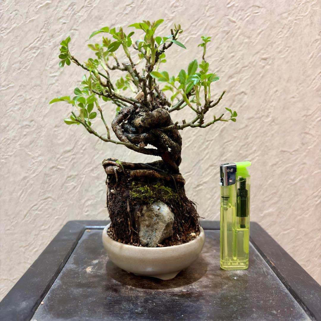 樹高15㎝　石付き　野薔薇　雅　鉢　一蒼　小品　盆栽　真柏　黒松　五葉松　梅　桜