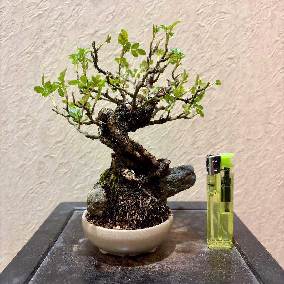 樹高15㎝　石付き　野薔薇　雅　鉢　一蒼　小品　盆栽　真柏　黒松　五葉松　梅　桜