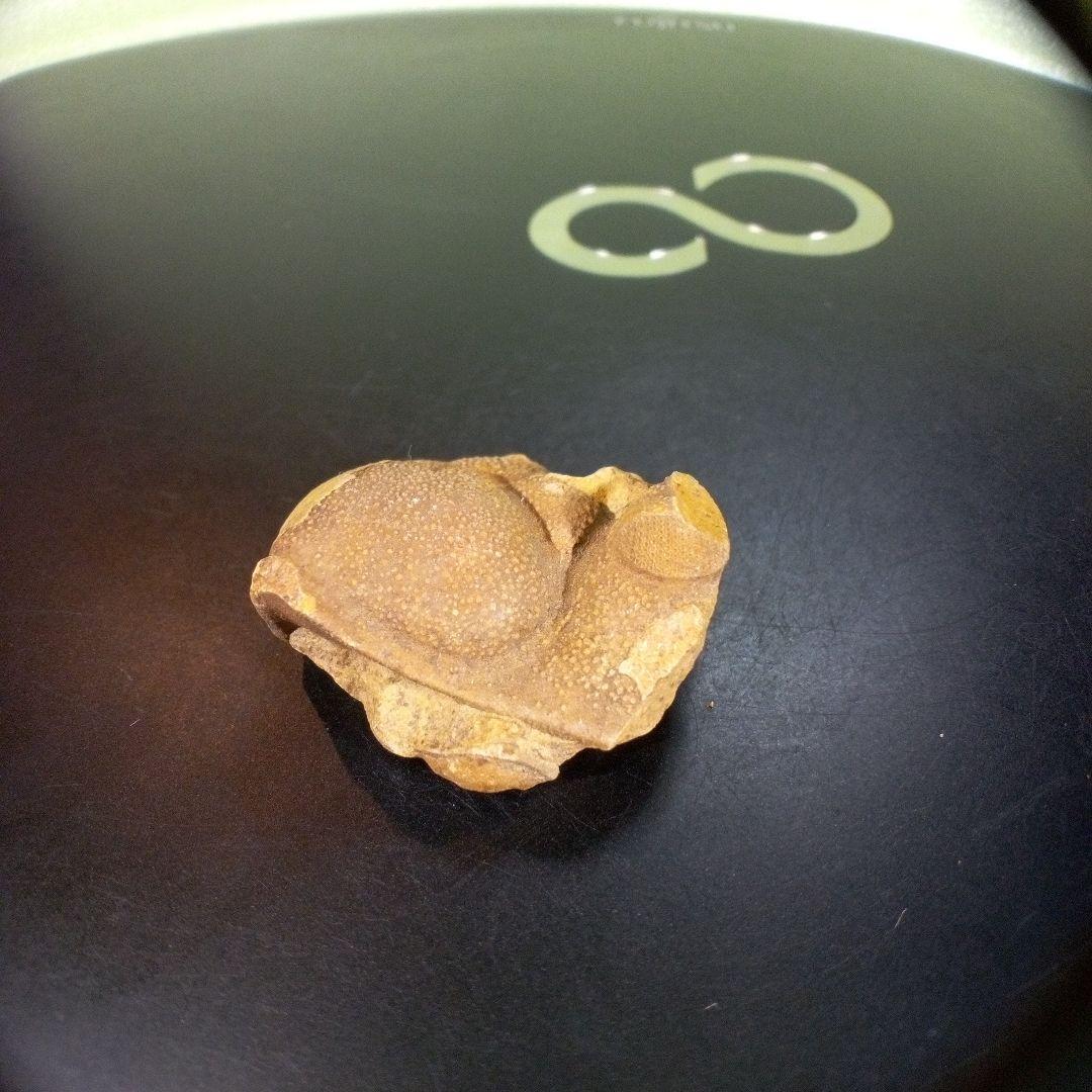 三葉虫　南米産　化石　fossil　ボリビア産　trilobite　南米化石郡⑩