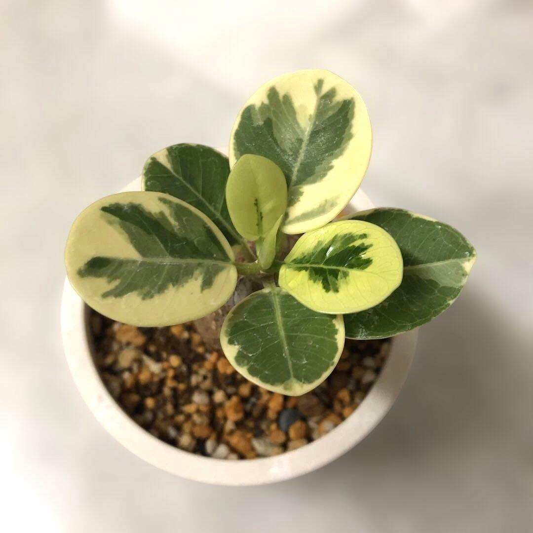 【まん丸】パンダ　ガジュマル　斑入り　接木