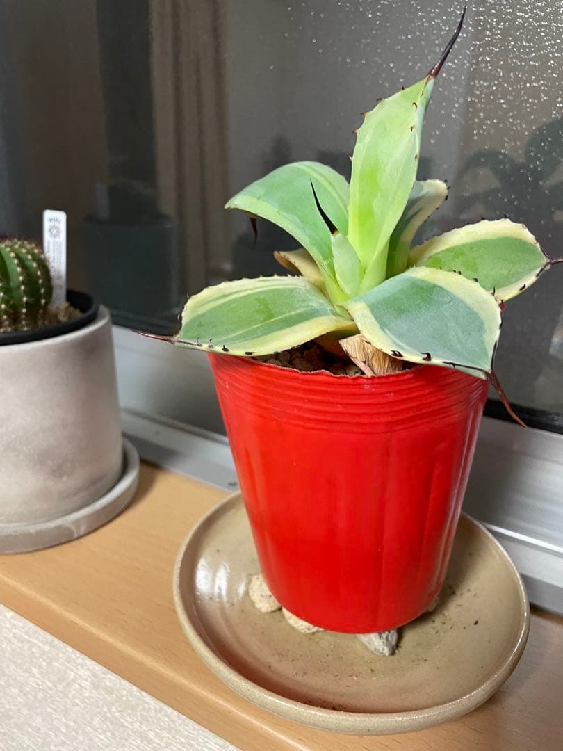 【値引き】アガベ パリー トランカータ オリザバ