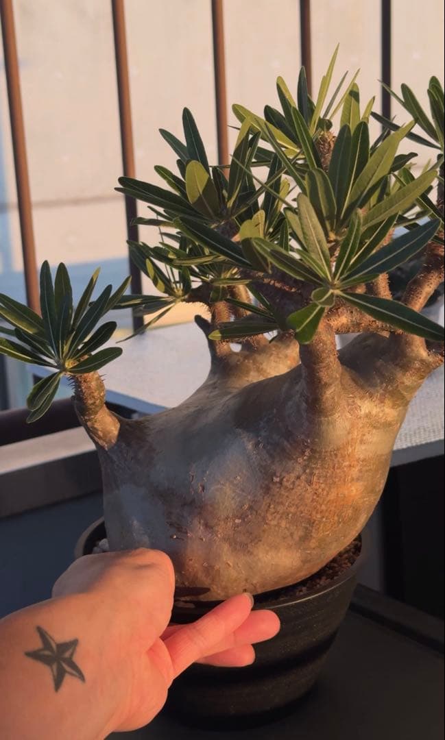 グラキリス大株　現地球発根株　鉢ごと発送