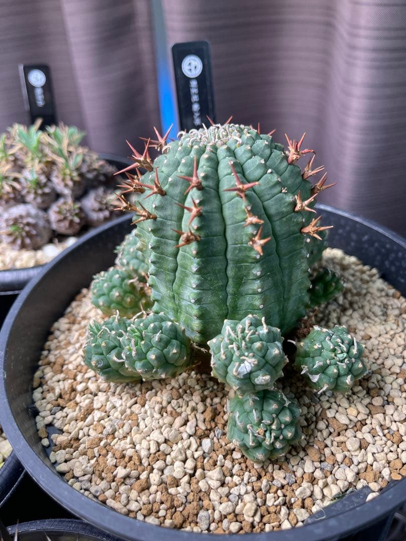 EMP ユーフォルビア 群生冠 実生 輸入球 / 中株 Yu167