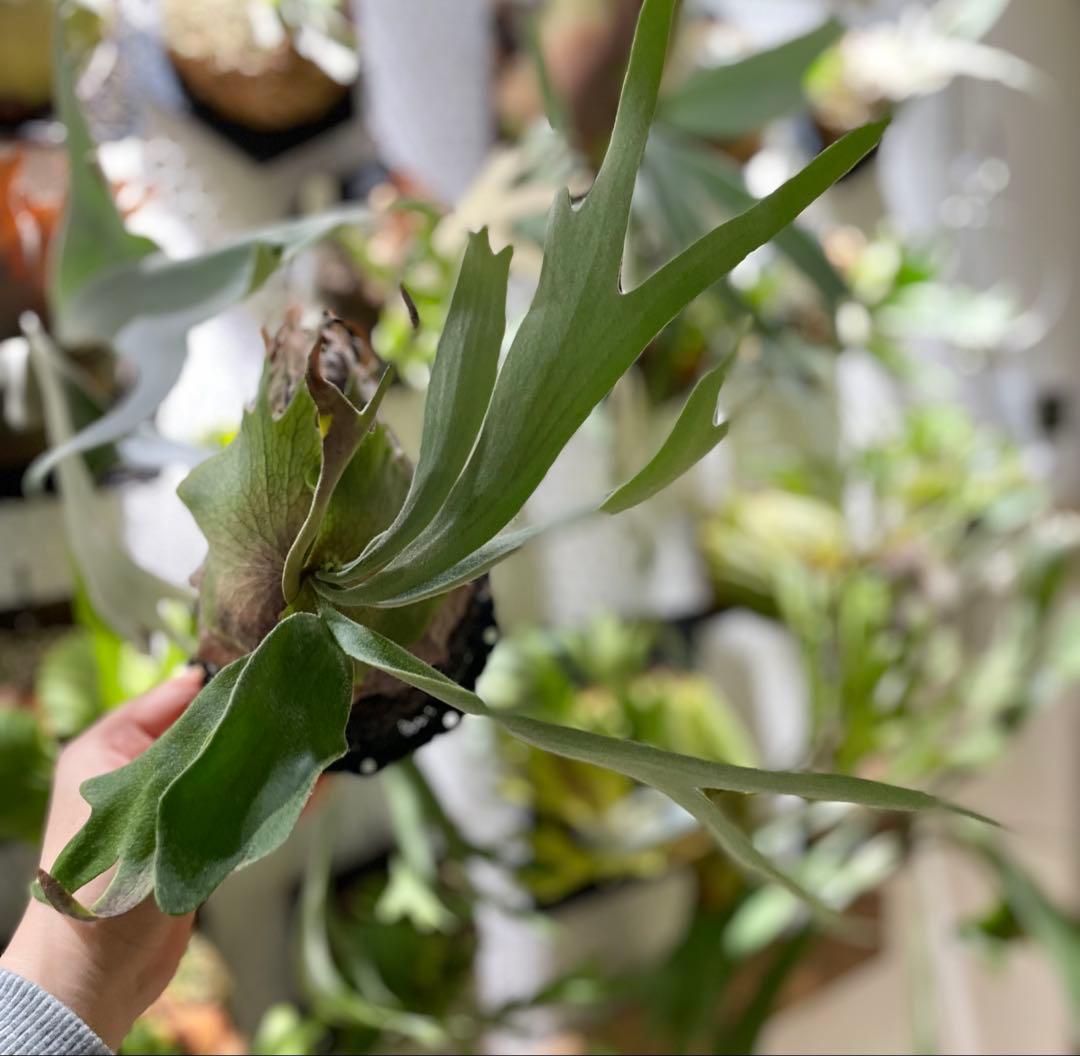 Monkey North 胞子培養株　板付け