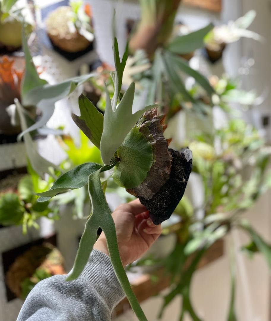 Monkey North 胞子培養株　板付け