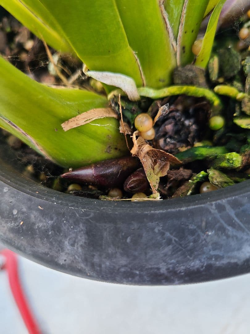 フォアゴットンフルーツ。花芽合計12個。5鉢セット。蜜蜂誘引蘭。日本蜜蜂。