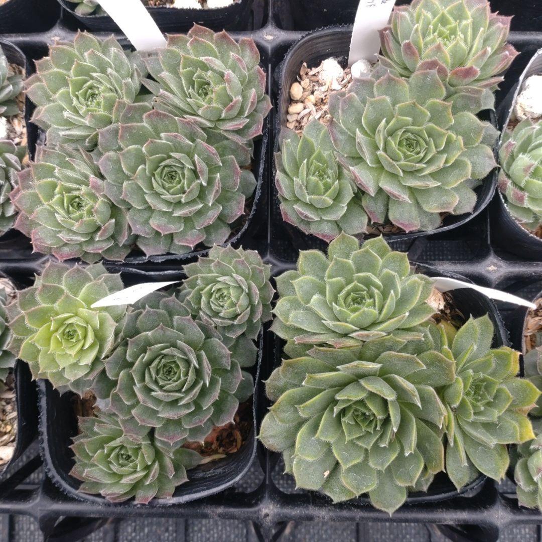 1ポット410円〜 センペルビウム26年1月 その7