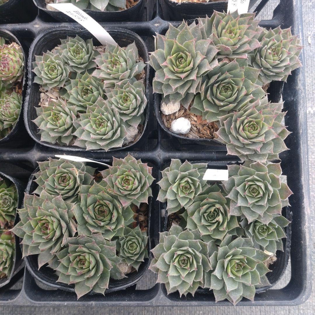 1ポット410円〜 センペルビウム26年1月 その7