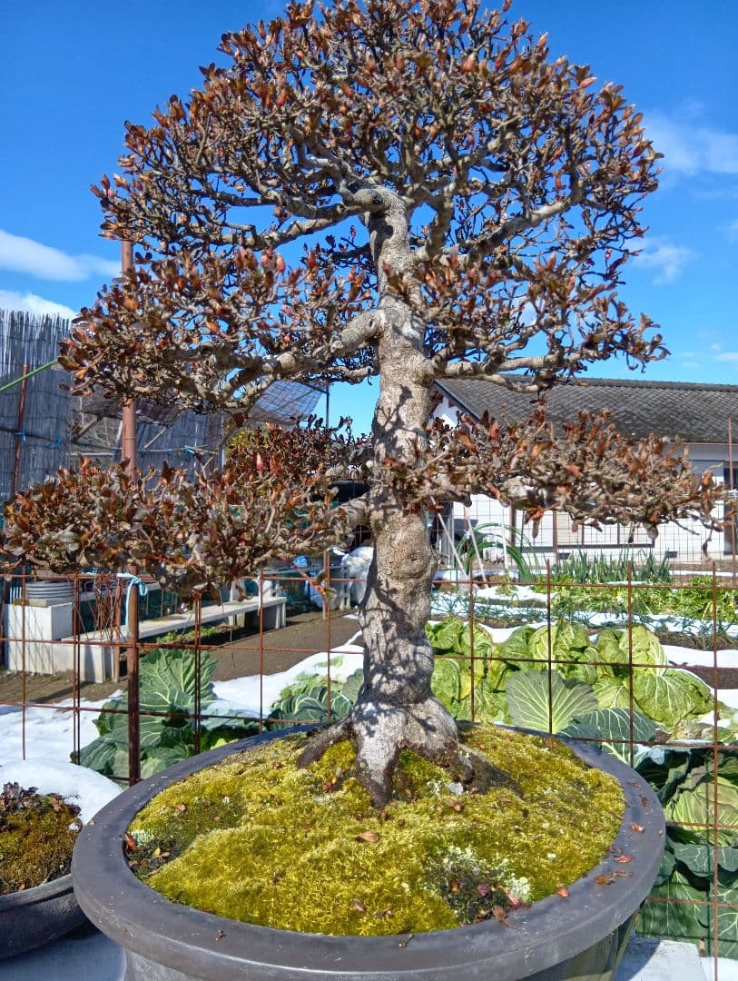 皐月大品盆栽深山満月‼️185000円〜50%引き92500円‼️2月1日まで