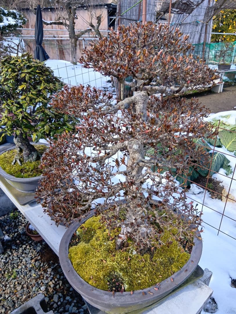 皐月大品盆栽深山満月‼️185000円〜50%引き92500円‼️2月1日まで