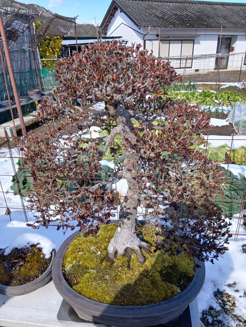 皐月大品盆栽深山満月‼️185000円〜50%引き92500円‼️2月1日まで