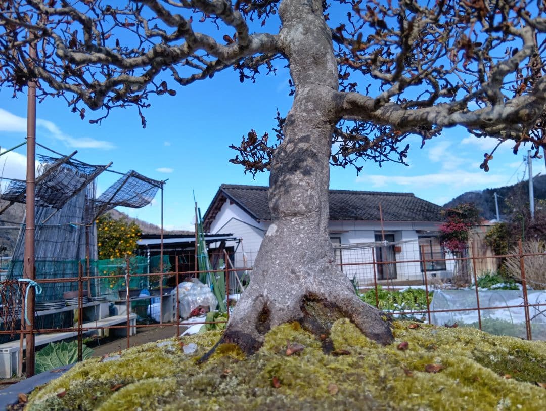 皐月大品盆栽深山満月‼️185000円〜50%引き92500円‼️2月1日まで