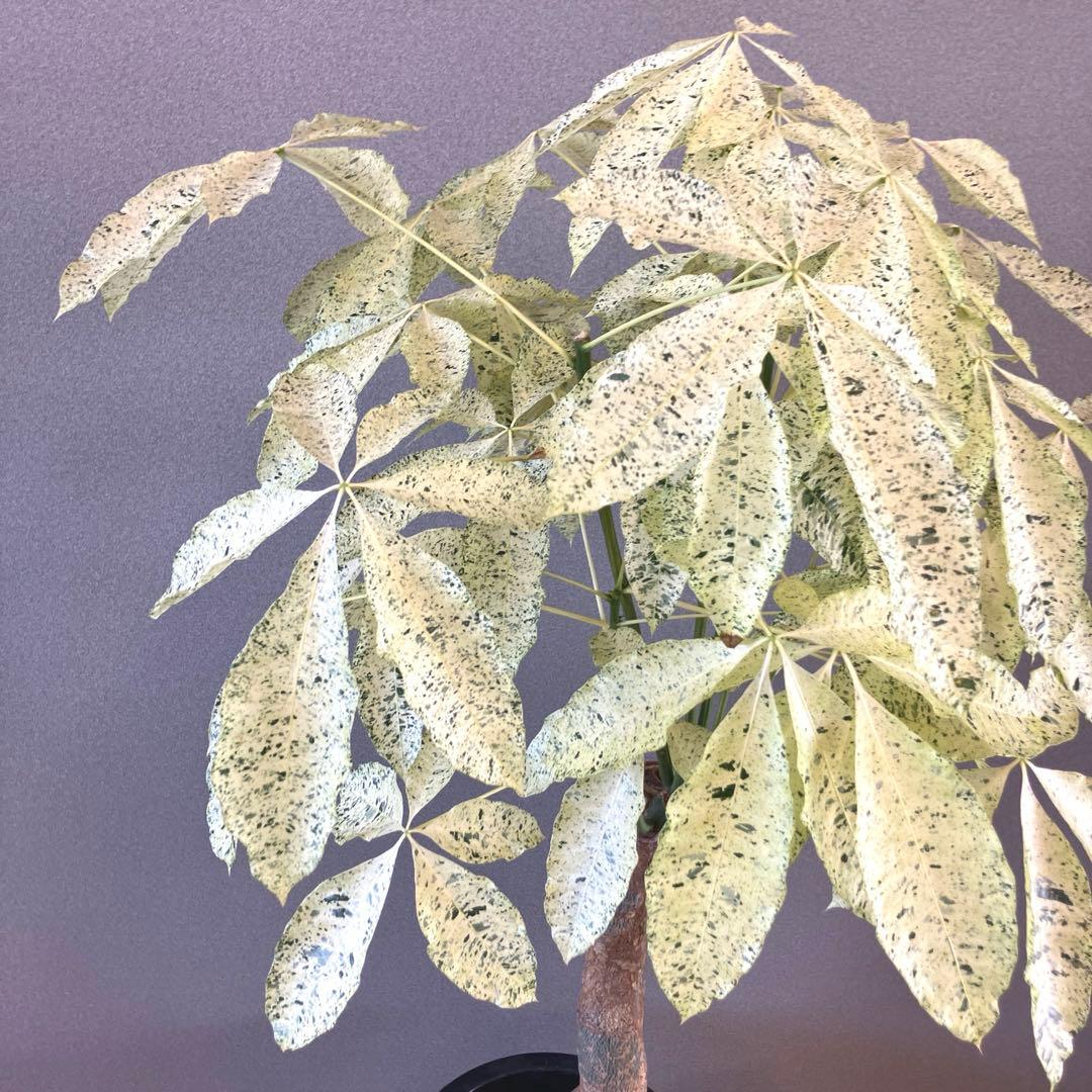 超絶希少❗️特大❗️幹太曲がり❗️白勝❗️パキラ　ミルキーウェイ　接木✨