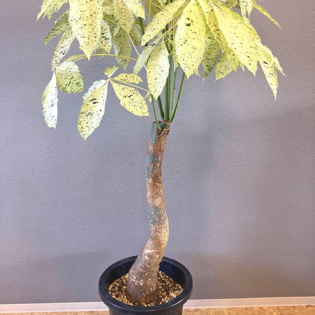 超絶希少❗️特大❗️幹太曲がり❗️白勝❗️パキラ　ミルキーウェイ　接木✨