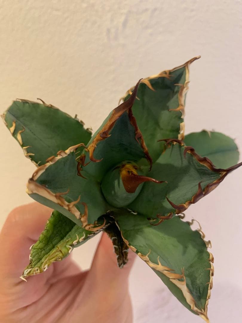 【goodtaniku】GT オアハカ実生