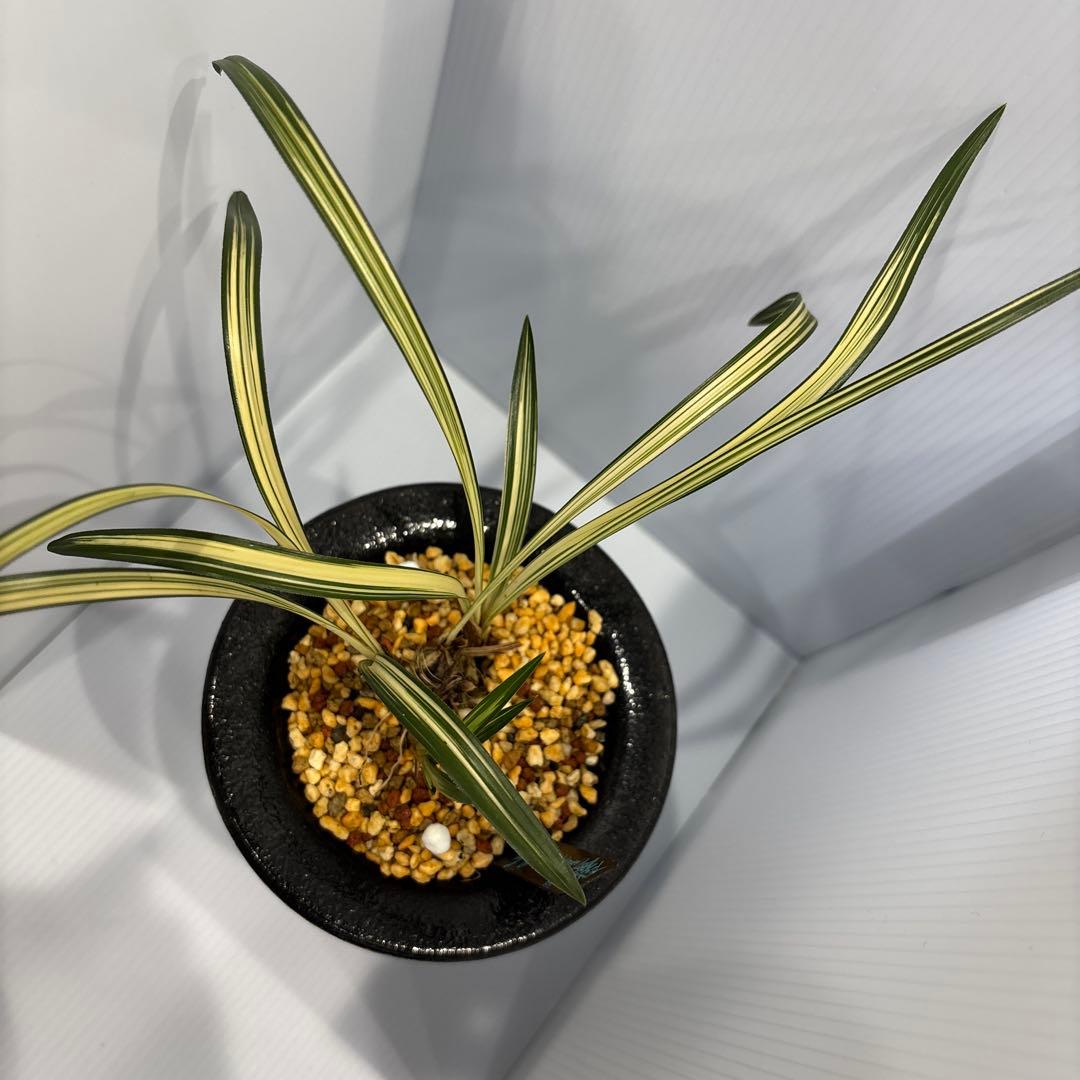 春蘭　韓国春蘭　日本春蘭　観月の宴No.1