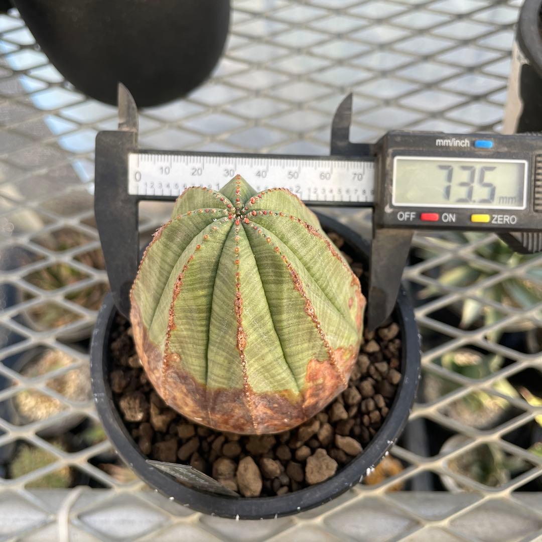 ユーフォルビア オベサ オールド 7.3cm木質化 3号プラ鉢 ペイントカスタム