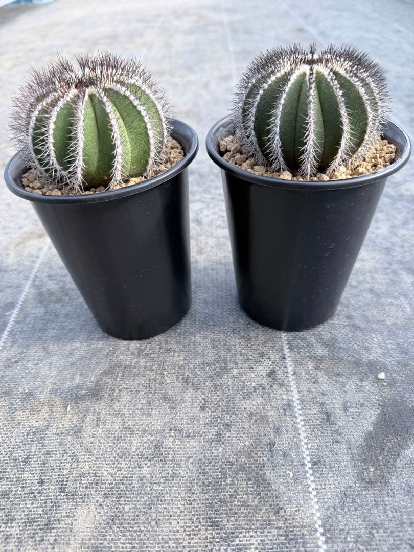 ユーベルマニア　ペクチニフェラ　国内実生　サボテン