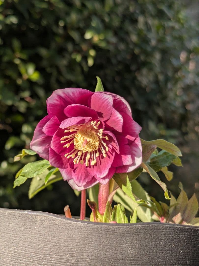 【広瀬園芸】クリスマスローズ　ソレイユ系dd 整形花