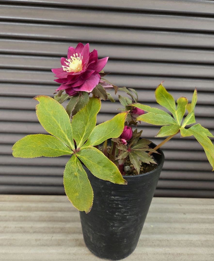 SALE　クリスマスローズ 広瀬園芸 オーレアレッド ダブル 開花株