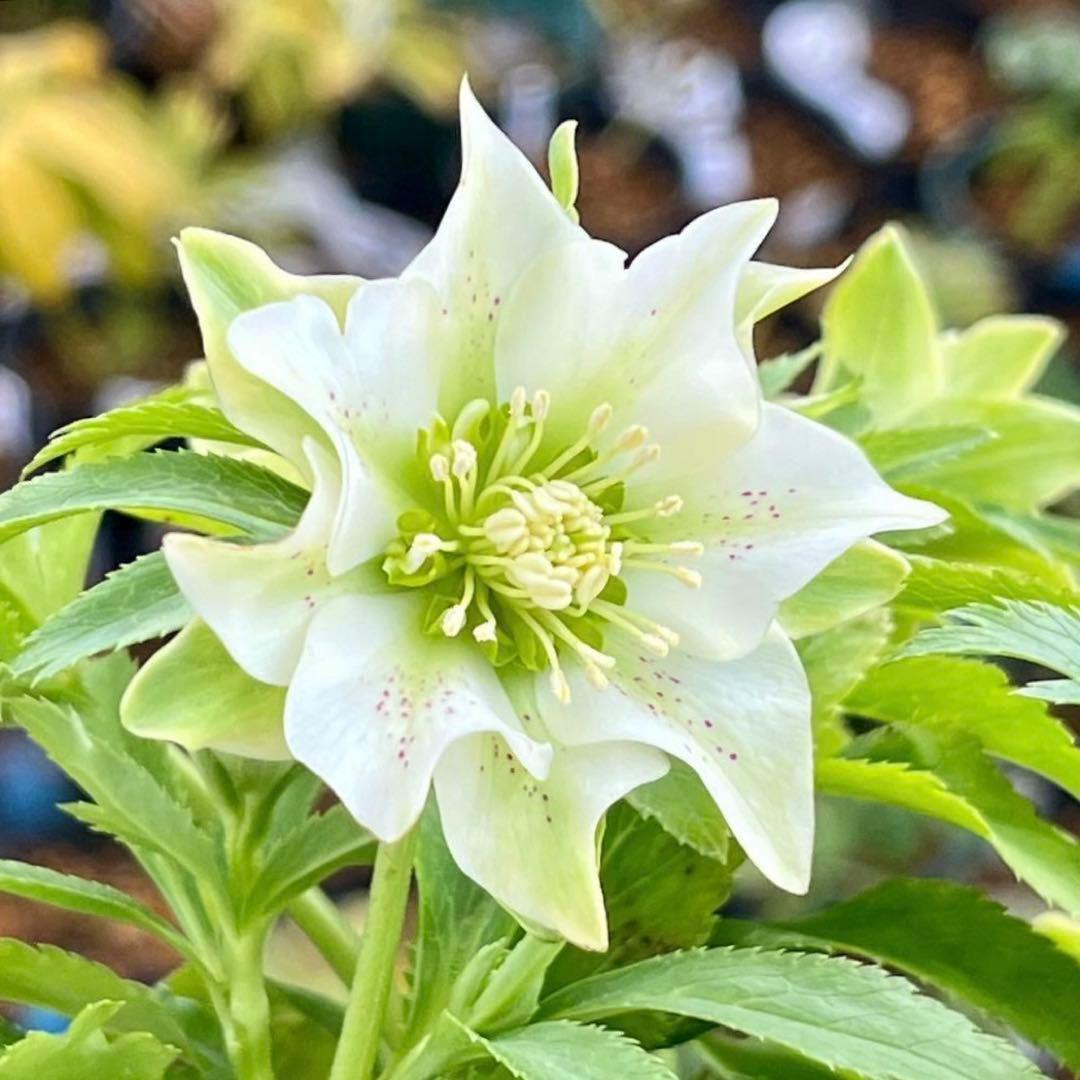 も*子様 ☘️蕾付き☘️NEW☘️レア☘️3395⭐️マイクロヒデコート⭐️小輪