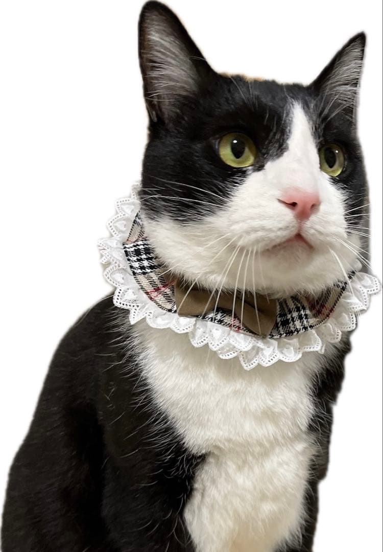 シュシュ首輪(ギンガムチェック 紫) Ｎｏ．155-500