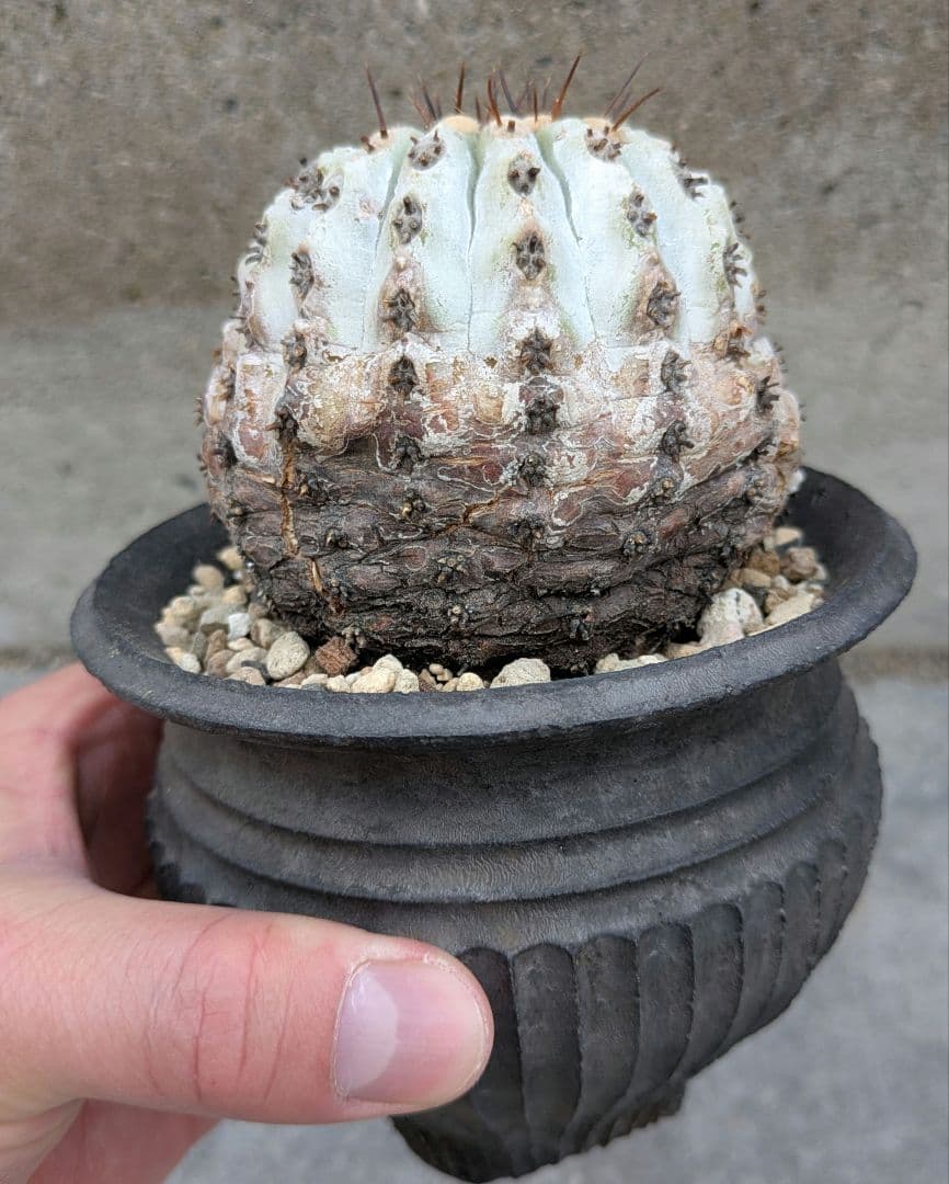 専用！ひまいつ様