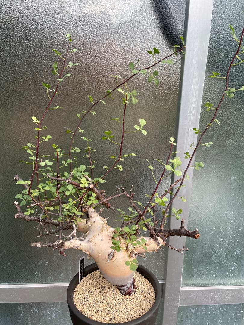 塊根植物 QUTOTEN黒鉢付き コミフォラ カタフ ピュア