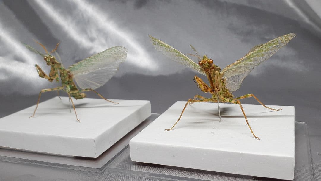 アザミカマキリ雌　立体標本