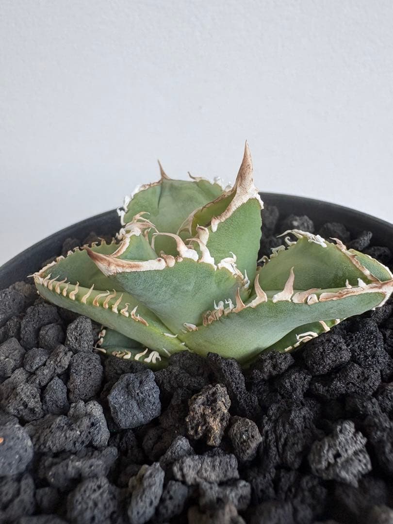 Agave titanota 大白鯊（ホホジロザメ）子株 親株写真あり 発根済み