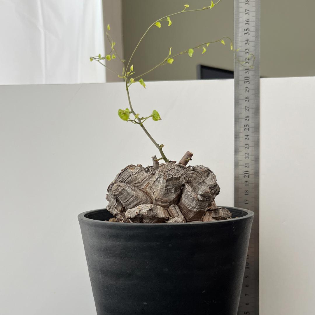 アフリカ亀甲竜 5号鉢