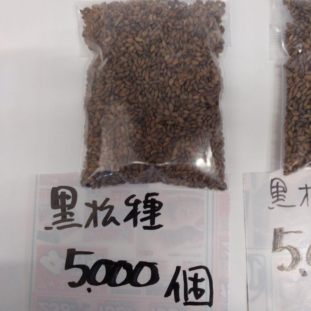 2024年産、静岡県産、黒松種、10000個