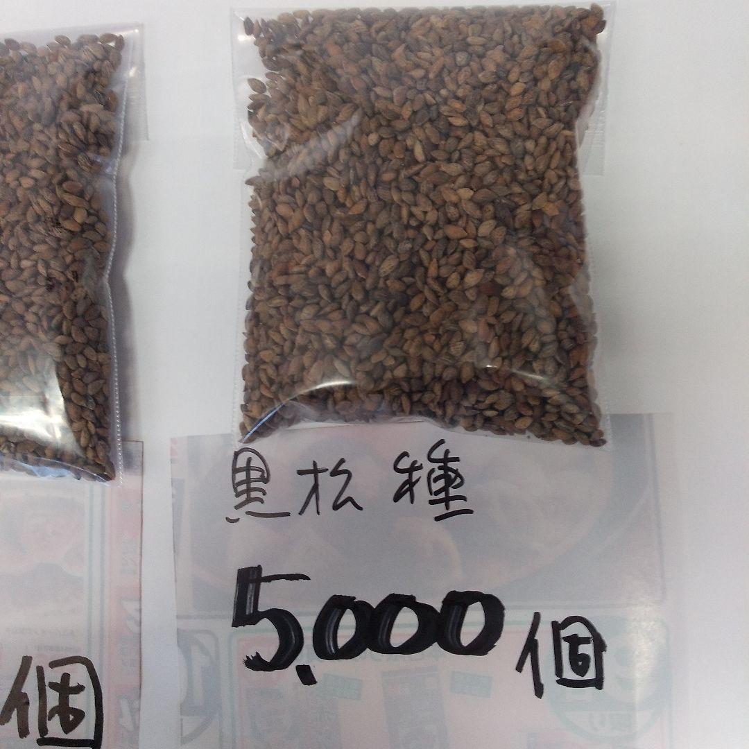 2024年産、静岡県産、黒松種、10000個