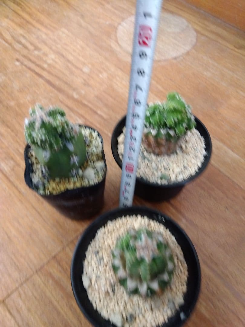 サボテン　アズテキウム　紅籠　接木　大玉プラス群生株3鉢セット❗