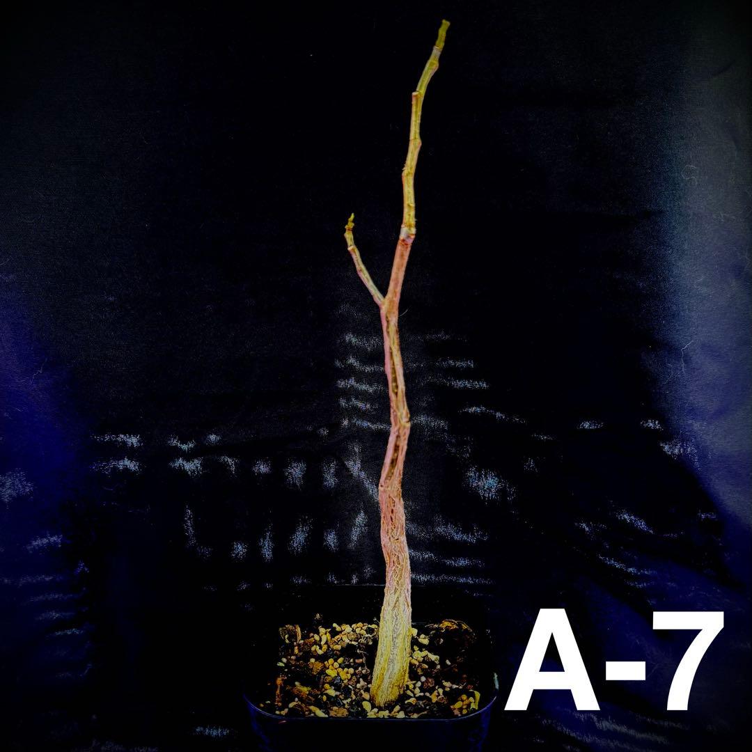 /様 塊根植物他 実生苗 1/3