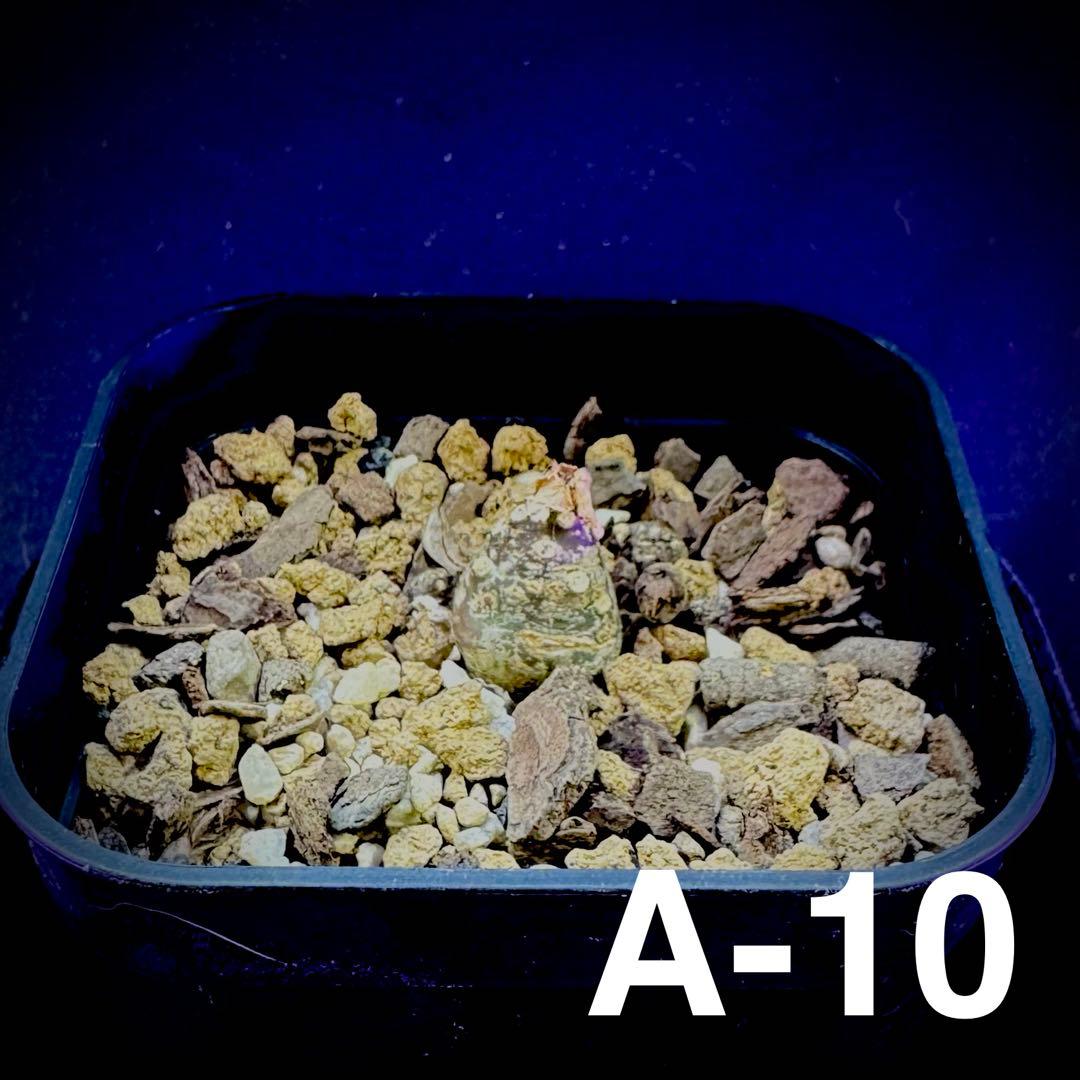 /様 塊根植物他 実生苗 1/3