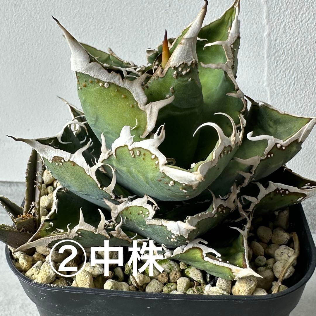 チタノタ 台湾趣味家株 セット ※バラ売り可能 検）冰雹、麻花龍