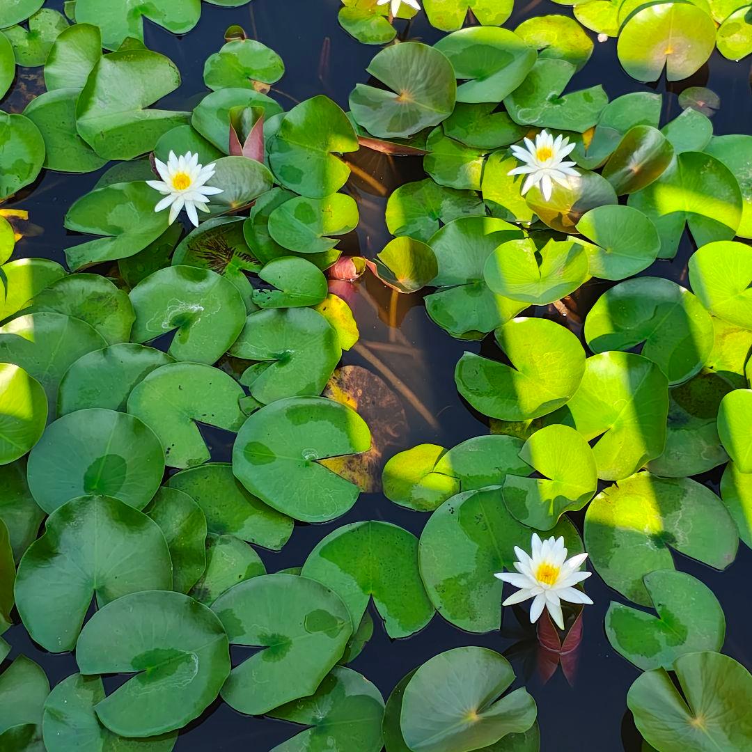 t*0様 本体のみ　訳あり破格　motorola edge 50s pro