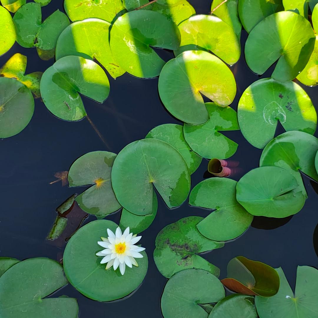 t*0様 本体のみ　訳あり破格　motorola edge 50s pro