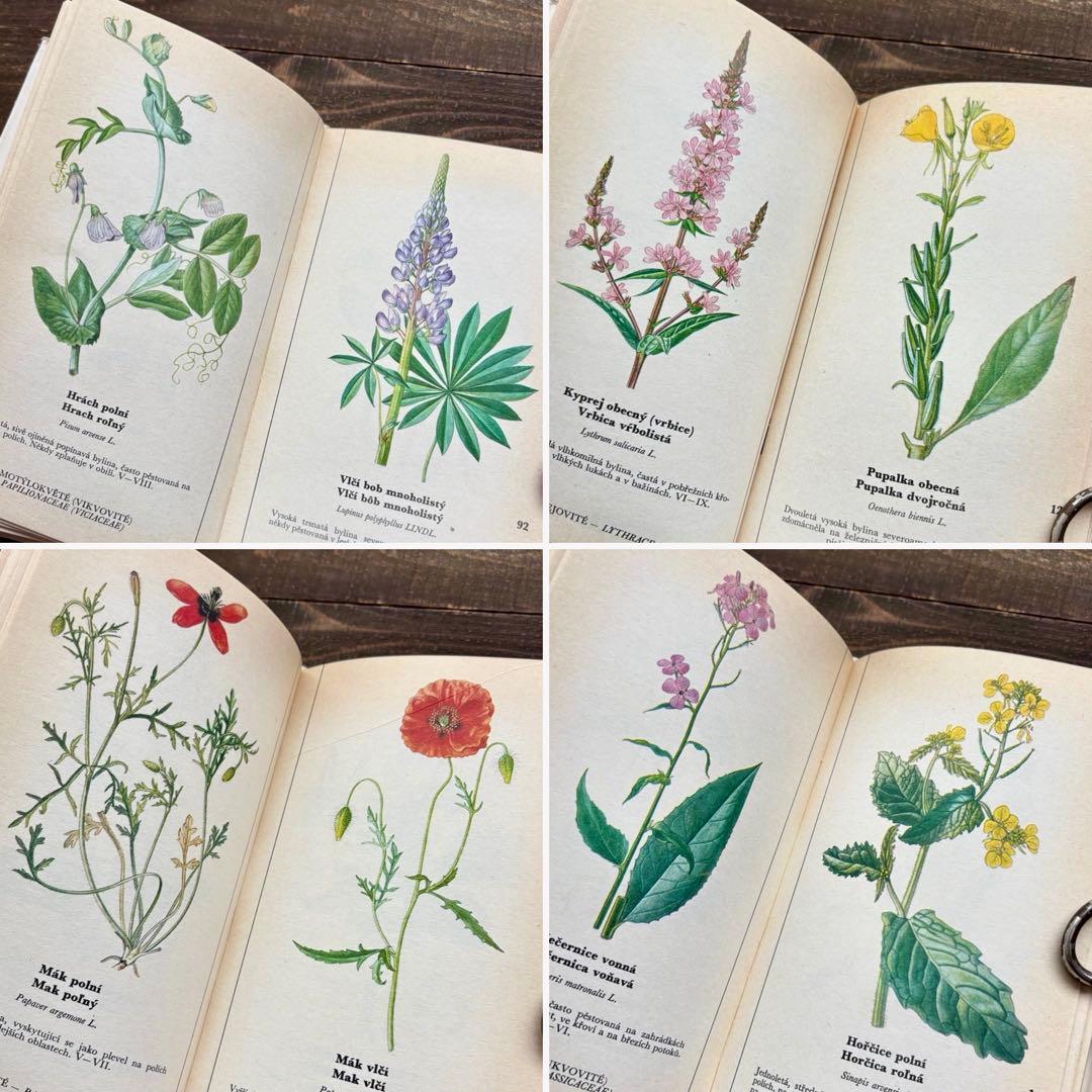 [698種類の植物画]チェコの古い植物図鑑2冊セット(1980年)/植物画/
