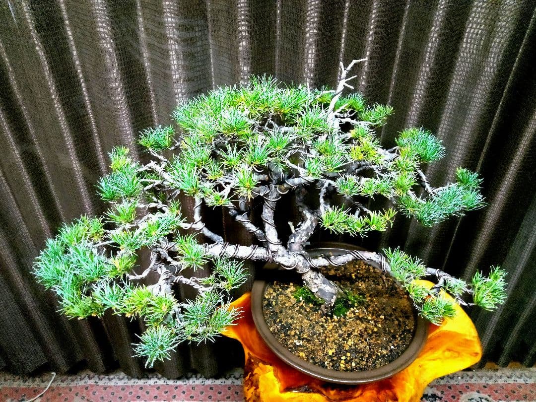 【中品　那須五葉松盆栽】　　　☆葉性抜群、お得品❗