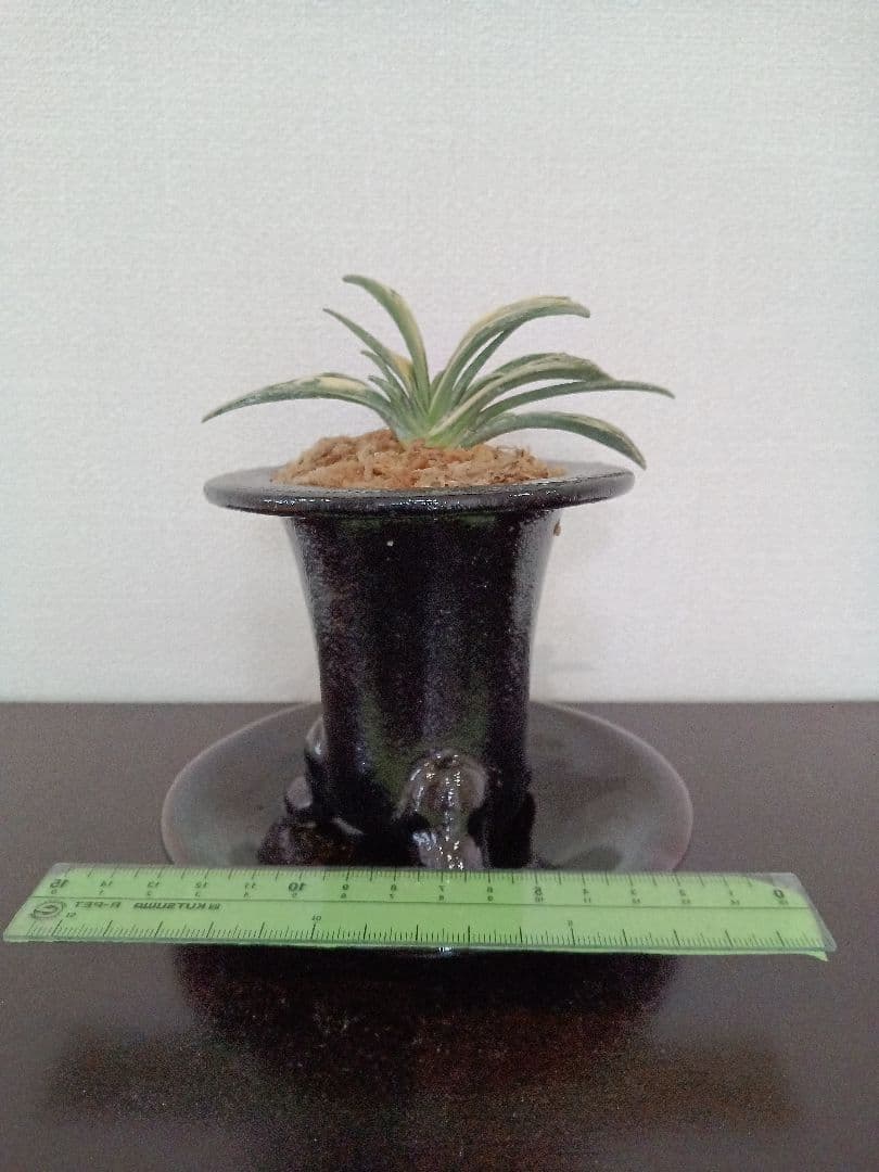 青い鳥万年青「瑞泉」