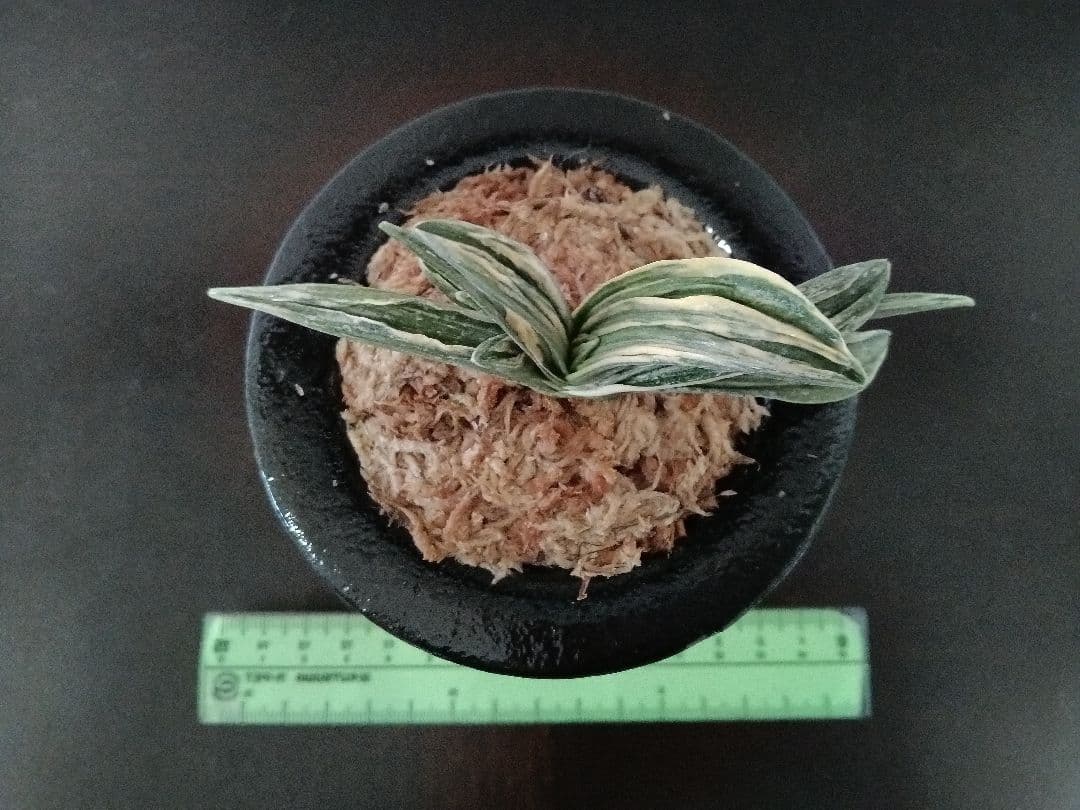 青い鳥万年青「瑞泉」