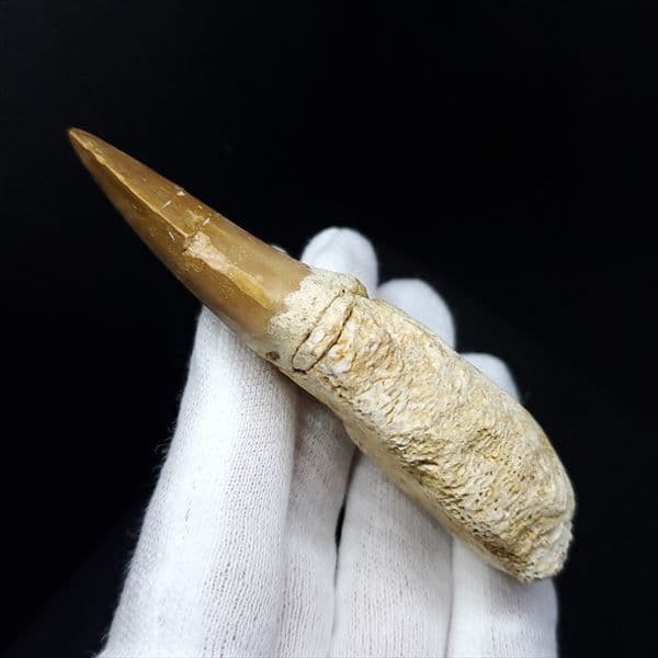 美品 歯根付き モササウルス 化石 本物 モロッコ産 85.40mm mos9