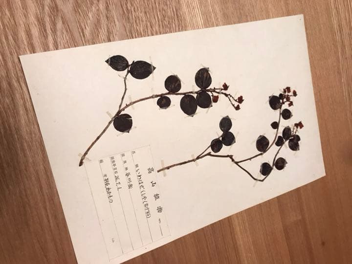 アンティーク　植物標本　高山植物　全57種